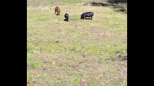 Gotta them every were down south